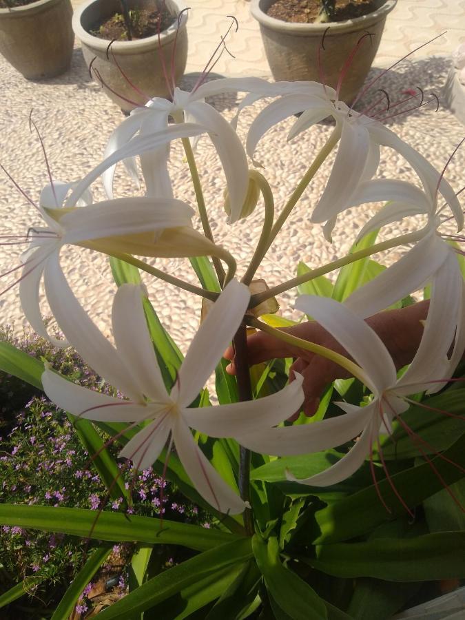 Flor De Mandacaru Pousada Boqueirao  Экстерьер фото
